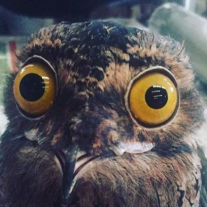 Shell_Biiird's avatar