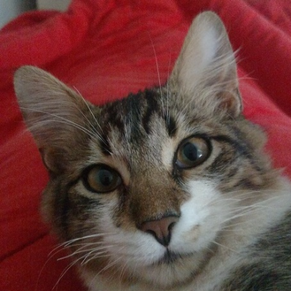 AnakinSkyHack3r's avatar