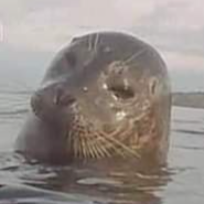 TacticalSealNYC's avatar