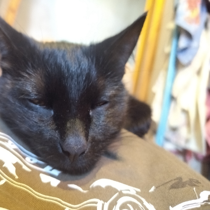 Gatolower's avatar
