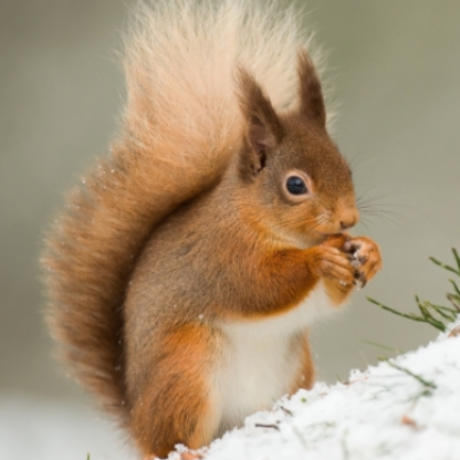 Squirrelixx's avatar