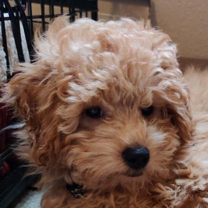 Griffin-Gambit's avatar