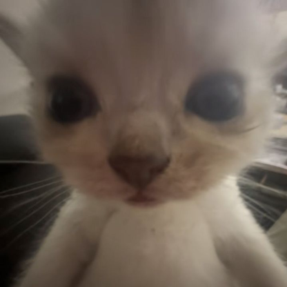 Bluenoodles1290's avatar