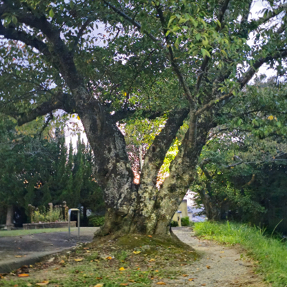 mcGRAVEFACE's avatar