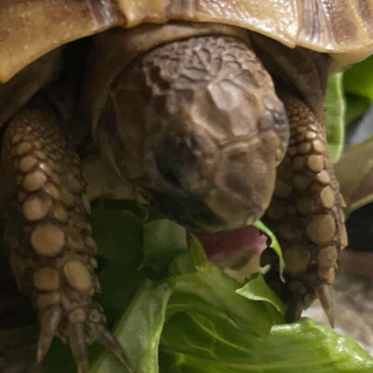 YawningPickles's avatar