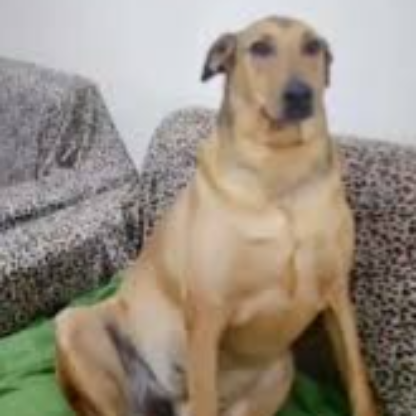 wellmachadoBR's avatar