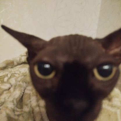 Syslik588's avatar