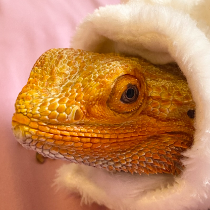 Bianca_Baryonx's avatar