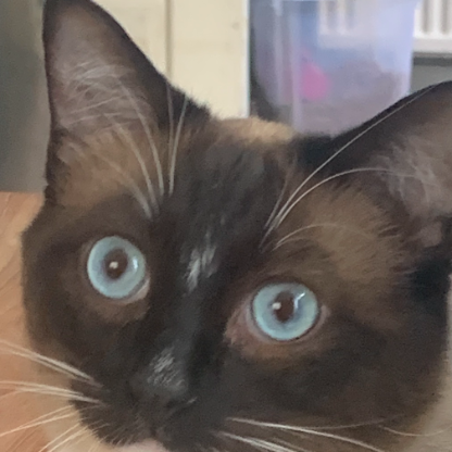 Mart_a_Marge's avatar