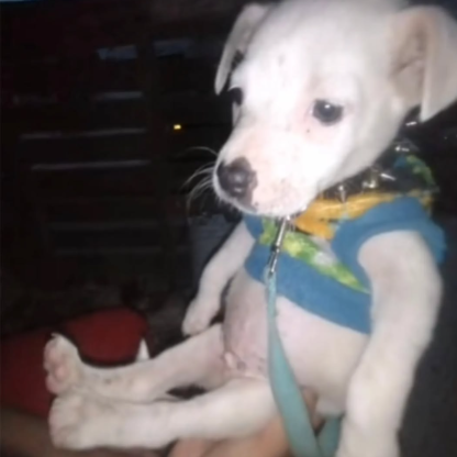 SOYmuyPEQUEENIO's avatar