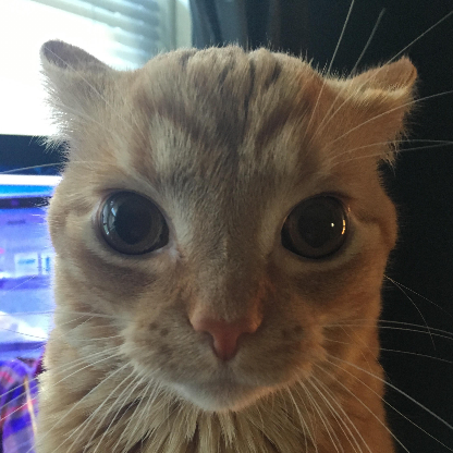 TrenchXelovo's avatar