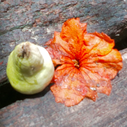 simnostalgia2005's avatar