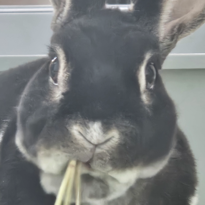 Fox-Soda24's avatar