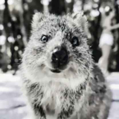 Ancient_Rasppil's avatar