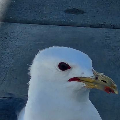 BSTR_SebbyGaming's avatar