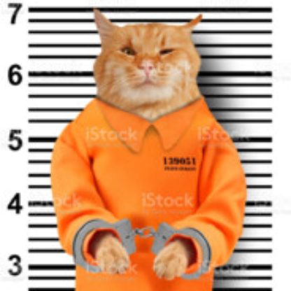 N1C3L's avatar