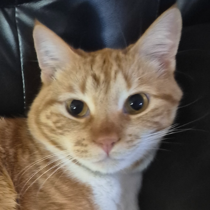 WinCheeto710's avatar