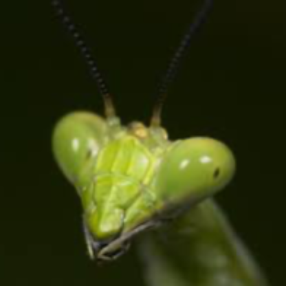 SaigonMantis's avatar