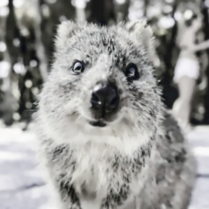 Ancient_Rasppil's avatar