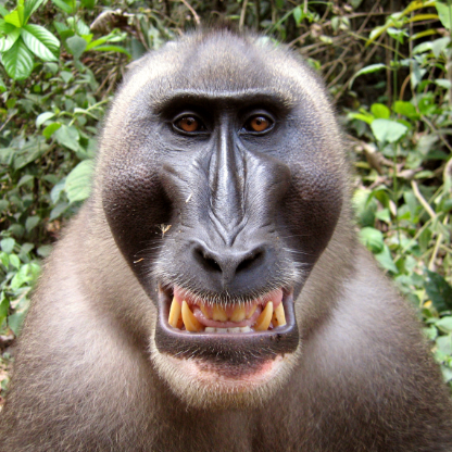 ricm0nkey's avatar