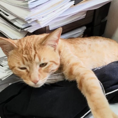 Hawktorres4's avatar