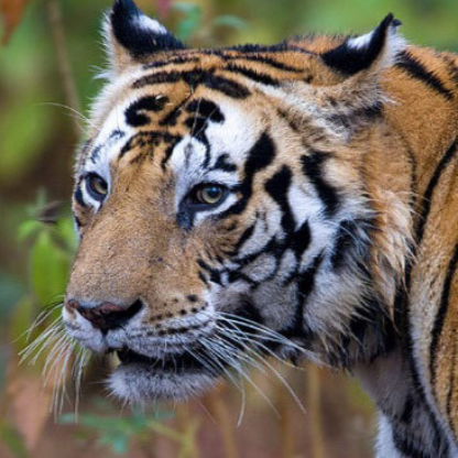 ProwlingTigers's avatar