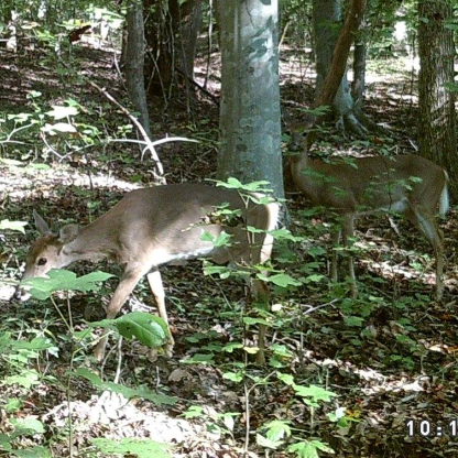 NCRedWing13's avatar