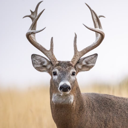 Gannikuss57's avatar