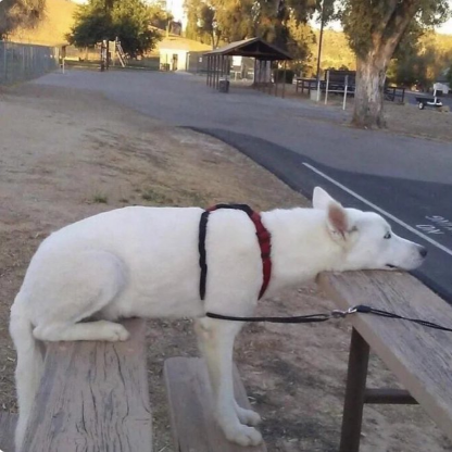 walkindadog55's avatar