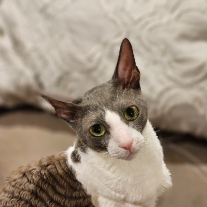 SHANKERS_R_US's avatar