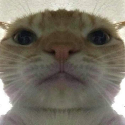 LocalCatStealer's avatar