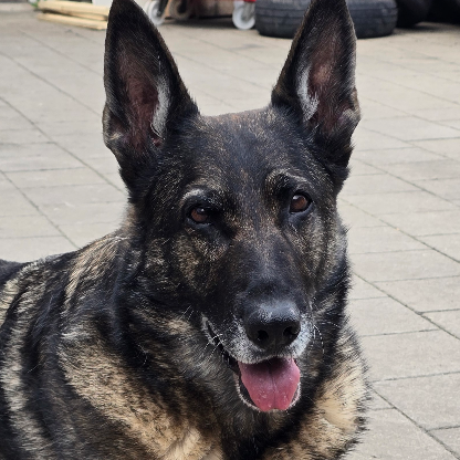 44fa9fe1cf137271's avatar