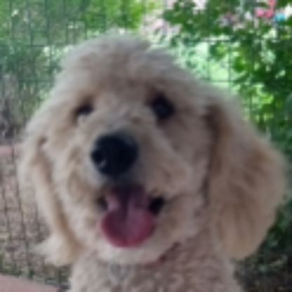 PixelParagon's avatar