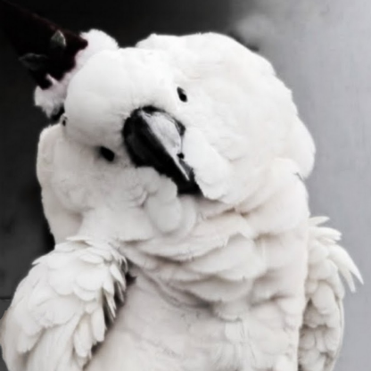 Ancient_Rasppil's avatar