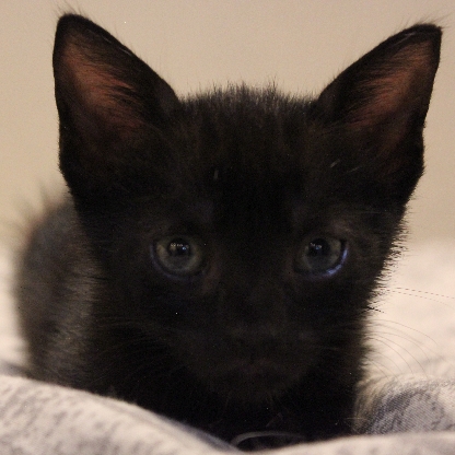 36f415b5b9700603's avatar