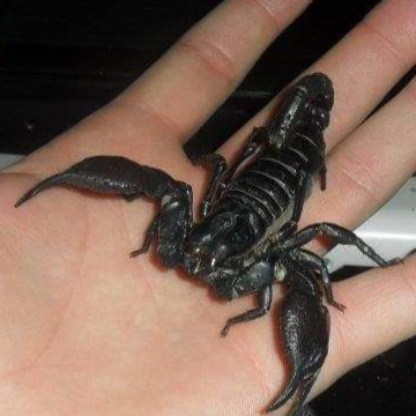 BatmanPyro's avatar