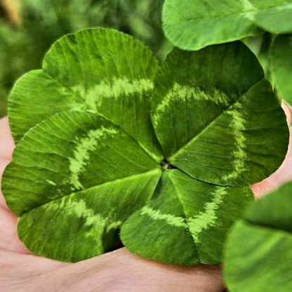 janeesha333's avatar