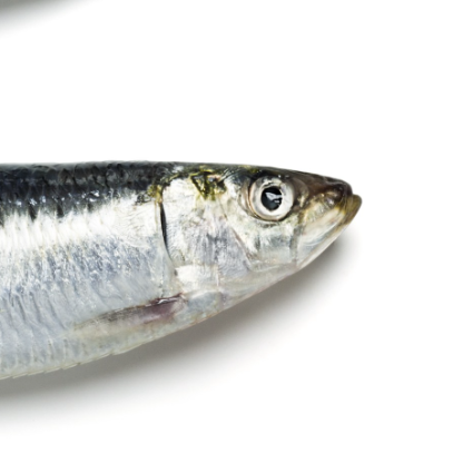 KaiserSardinha's avatar