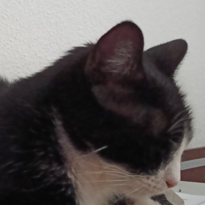 ZiGarrito's avatar
