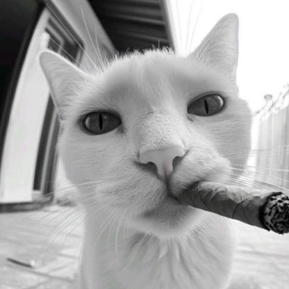 miguelmariarei's avatar