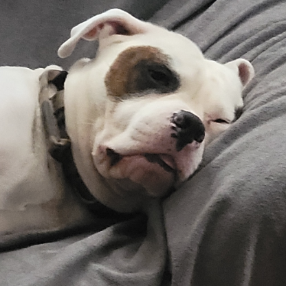 Dopechronicles's avatar