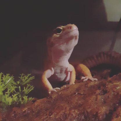 IMaSnaaakeeeee's avatar