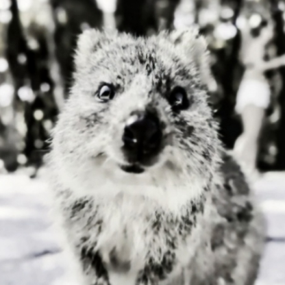 Ancient_Rasppil's avatar