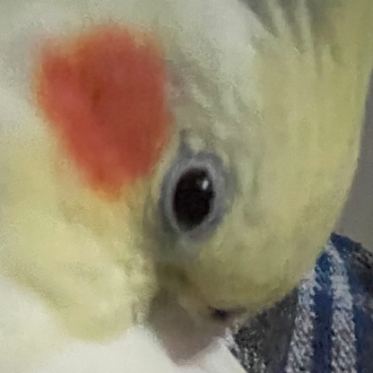Waffle_Ducks's avatar