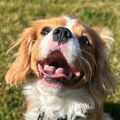 Estrada2519's avatar