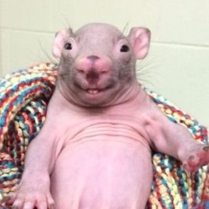 PaulinhoGoro's avatar