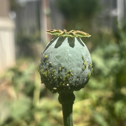 dpaxson1979's avatar