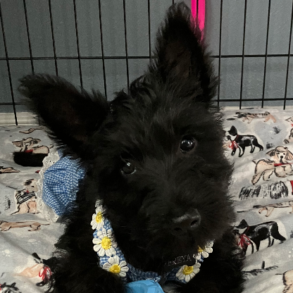 LiaRose1435's avatar