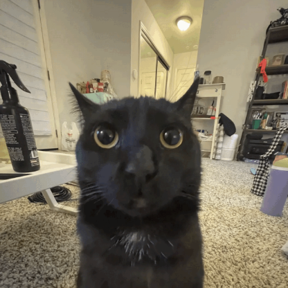 absencezOffx's avatar