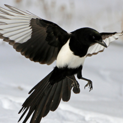 -9-Mr-Magpie-9-'s avatar